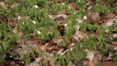 Flowers snowdrops in garden, sunlight. First beautiful snowdrops in spring. Common snowdrop blooming. Galanthus nivalis bloom in spring forest. Bluebell close up. Landscape with forest, glades.