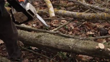 Wood cutting saws tree with tool at sawmill. Close-up of chainsaw lumberjack in motion, sawdust flying on sides. Concept is to knock down trees. Lumberjack chainsaw tree.
