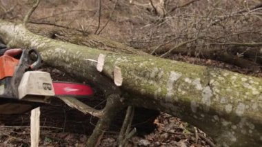 Chainsaw in action cutting wood. Man carving wood with a saw, dust and movements. Lumberjack chopping tree. Man cut trees using an electrical chainsaw. Lumberjack. Cutting tree.