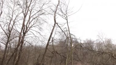 Tree falls after being cut down or hurricane. Broken tree branch seen after severe storm. Hurricane in forest knocked down trees, fell to the ground, causing harm and damage to forestry,