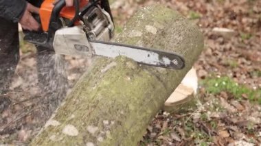 Chainsaw in action cutting wood. Man carving wood with a saw, dust and movements. Lumberjack chopping tree. Man cut trees using an electrical chainsaw. Lumberjack. Cutting tree.