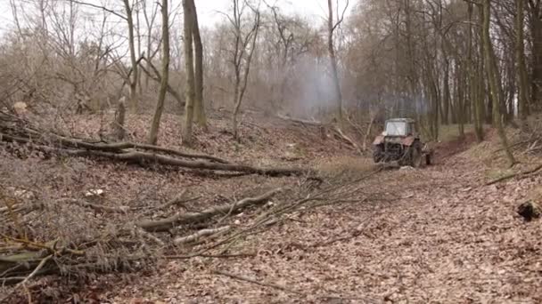 Gyilkos Rönköket Keres Erdőben Lévő Tárolására Tavasz Jött Hegyekben Tél — Stock videók