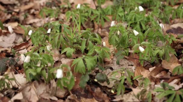 Flowers Snowdrops Garden Sunlight First Beautiful Snowdrops Spring Common Snowdrop — Wideo stockowe