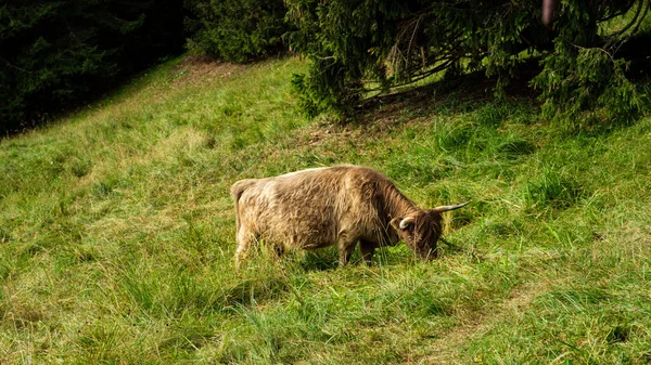 Barna Hosszú Hajú Szarvú Borjú Legeltetés Alpesi Réten — Stock Fotó