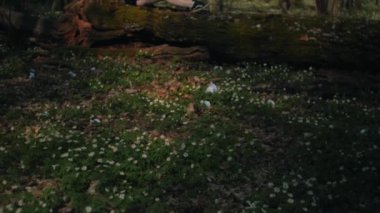 Yalnız kızıl saçlı kız ormanda bir ağaçta oturuyor, düşünüyor ve bekliyor.