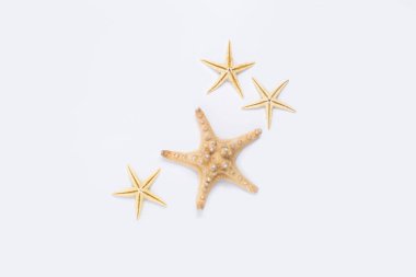 Beyaz arka planda güzel bir denizyıldızı. Üst manzara, düz uzanma.