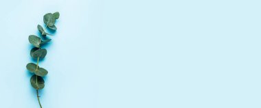 Okaliptüs 'ün yeşil dalı mavi arka planda. Üst manzara, düz yatış. Pankart. 