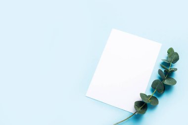 yeşil okaliptüs dalı ve mavi arka planda boş kağıt. Üst manzara, düz uzanma.