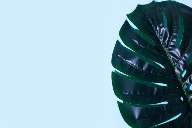 Mavi arka planda yeşil bir canavar yaprağı. Üst manzara, düz uzanma.