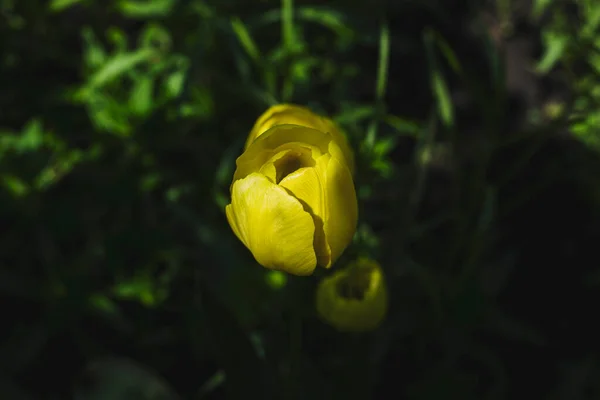 Fiore Primavera Tulipano Giallo Fiorente Sotto Luce Del Giorno Vista — Foto Stock