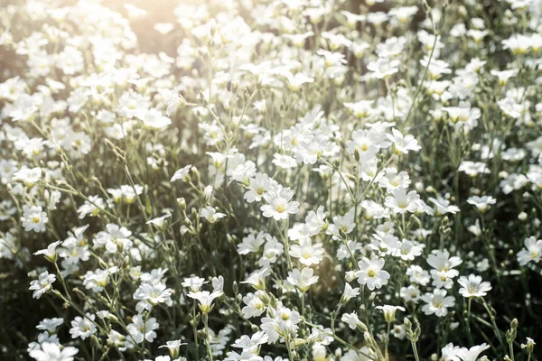 Güneşli bir günde güzel kır çiçekleri. Üst manzara, düz uzanma. 