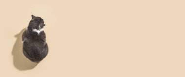 Bej bir arka planda oturan gri-beyaz kedi. Üst manzara, düz yatış. Pankart 