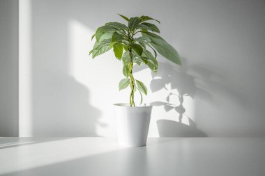Beyaz bir masada, beyaz bir tencerede, doğal ışık altında. 