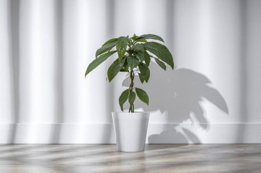 Kapalı bir saksıda, ahşap bir zeminde, doğal ışık altında. 