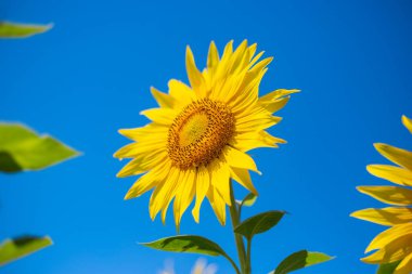 Mavi gökyüzüne karşı bir ayçiçeğinin güzel görüntüsü. Pankart.