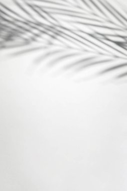 Beyaz arkaplanda palmiye yapraklarının gölgelerinin soyut arkaplanı