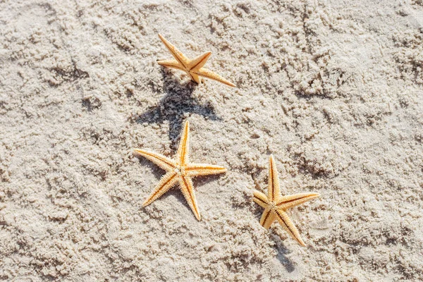 Golden Starfish Sand Top View Flat Lay — Stock Photo, Image