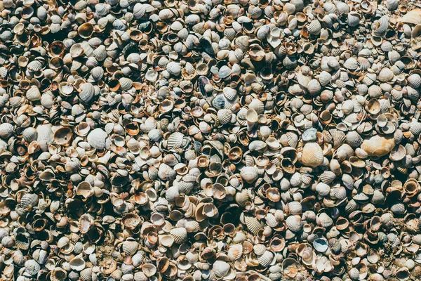 Fondo Con Hermosas Conchas Marinas Playa Vista Superior Plano — Foto de Stock