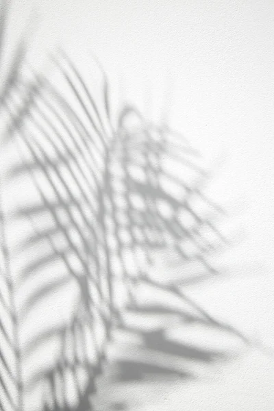 Abstract Background Shadows Palm Leaves White Background — Stock Fotó