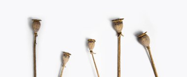 Beyaz arka planda kuru haşhaş kafalar. Üst manzara, düz yatış. Pankart