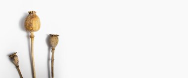 Beyaz arka planda kuru haşhaş kafalar. Üst manzara, düz yatış. Pankart