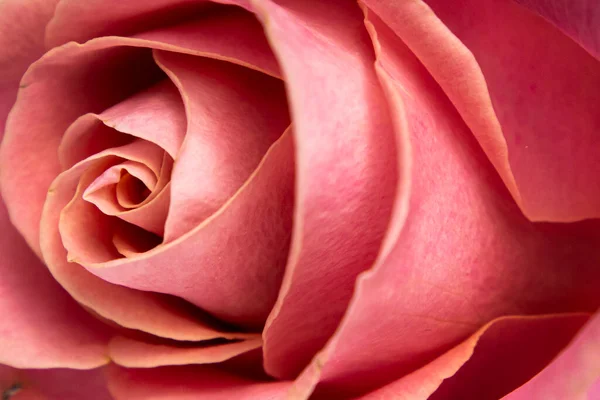 Vacker Blommande Rosa Ros Närbild Kan Användas Som Bakgrund — Stockfoto