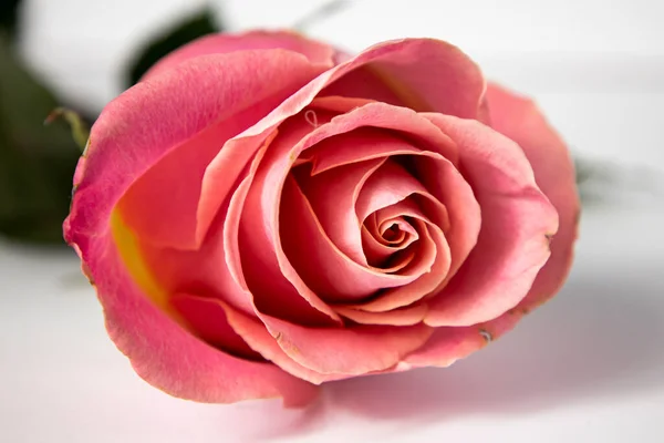 Vacker Blommande Enda Rosa Ros Vit Bakgrund Närbild — Stockfoto