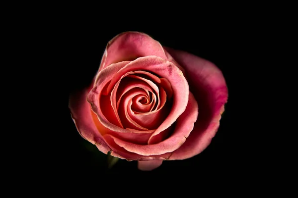 Vacker Blommande Enda Rosa Ros Svart Bakgrund Närbild — Stockfoto