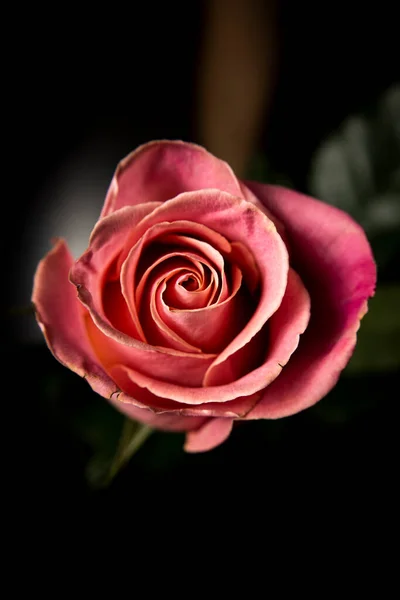 Vacker Blommande Enda Rosa Ros Svart Bakgrund Närbild — Stockfoto