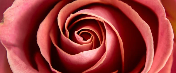 Цветущая Розовая Роза Крупным Планом Использоваться Качестве Фона Баннер — стоковое фото