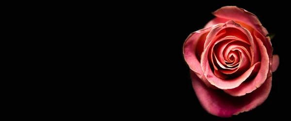Rosa Ros Svart Bakgrund Närbild Vackra Blommor Banderoll — Stockfoto