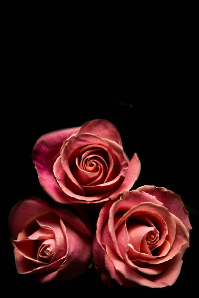 Three Beautiful Pink Rose Flowers Isolated Object Black Background — Stock Photo, Image
