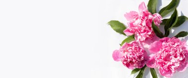 Suda yüzen pembe şakayıklar. Üst manzara, düz yatış. Pankart.