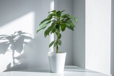 Beyaz bir masada beyaz bir duvara karşı doğal ışık altında ev bitkisi avokadosu 