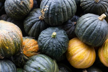 Dekoratif mini balkabaklarının arka planı. Üst manzara, düz uzanma.