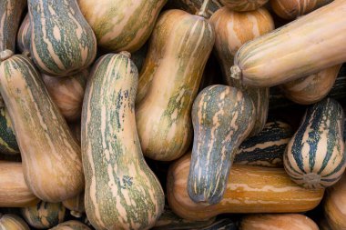 Dekoratif mini balkabaklarının arka planı. Üst manzara, düz uzanma.