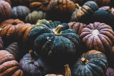 Dekoratif mini balkabaklarının arka planı. Üst manzara, düz uzanma.