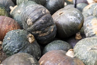 Birçok küçük balkabağının arka planı. Üst manzara, düz uzanma.