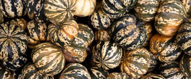 Dekoratif mini balkabaklarının arka planı. Üst manzara, düz yatış. Pankart.