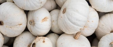 Açık pazarda bir sürü dekoratif beyaz balkabağı var. Üst manzara, düz yatış. Pankart.