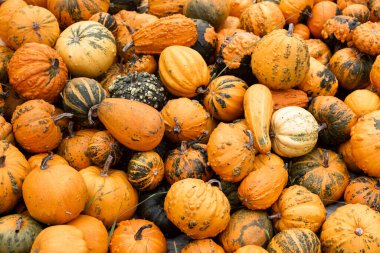 Bir sürü dekoratif mini balkabağı. Sonbahar hasadı, dekoratif, balkabağı sergisi.