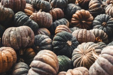 Dekoratif balkabaklarının arka planı. Üst manzara, düz uzanma.