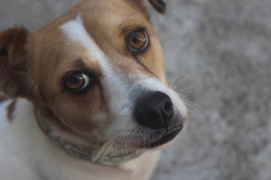 Bir köpeğin portresi.