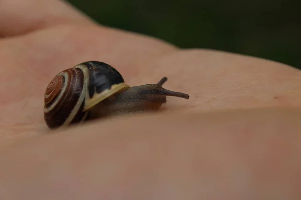 Caracol Uma Folha — Fotografia de Stock