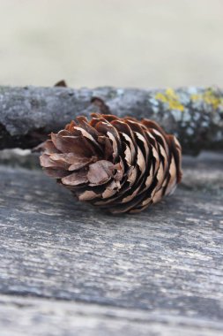 Karda çam kozalakları