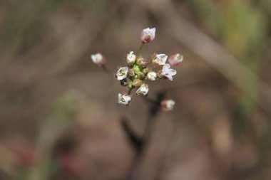 Shepherd 'ın cebinde.