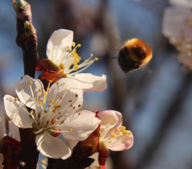 Çiçek açan bir çiçek.