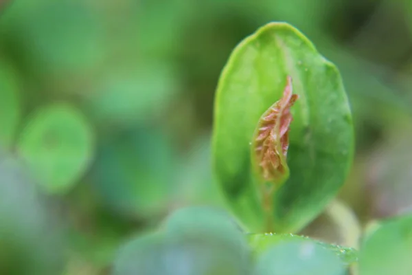 Gros Plan Une Fleur — Photo