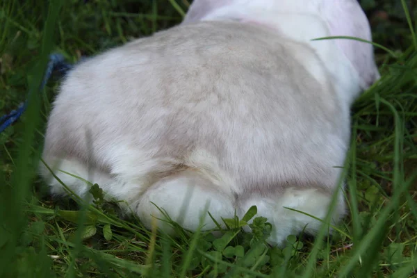 Conejo Blanco Hierba — Foto de Stock