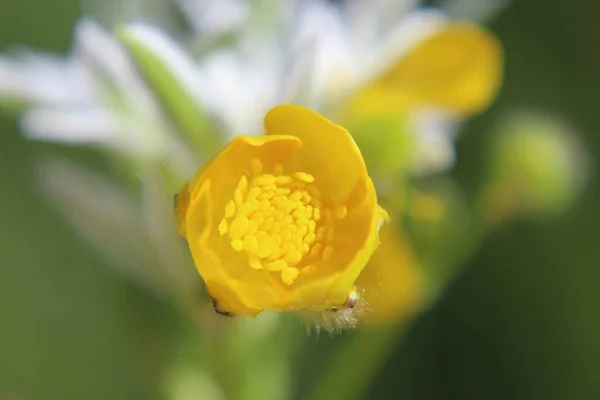 Крупним Планом Жовта Квітка — стокове фото